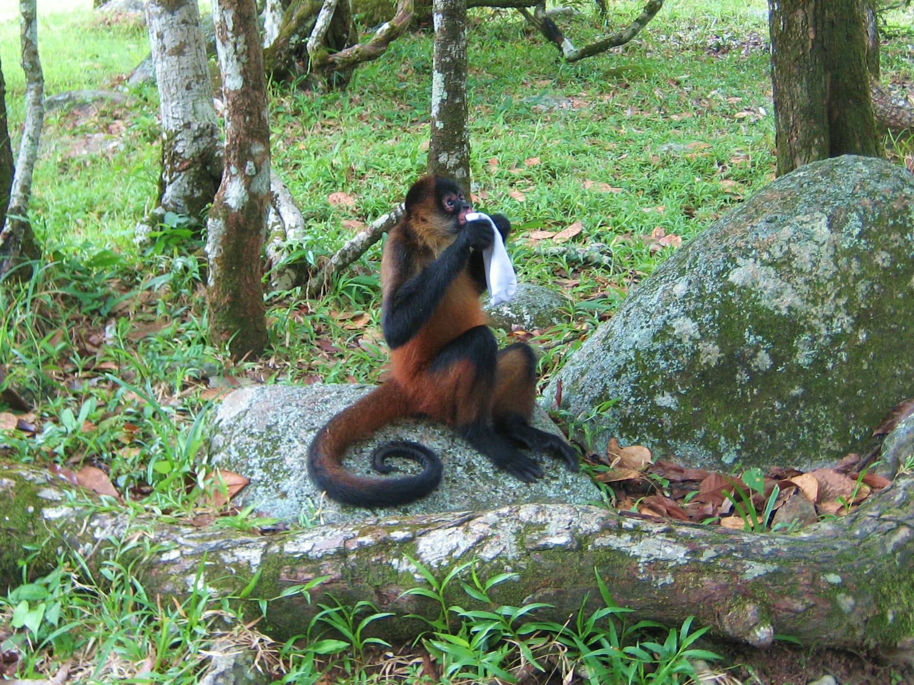 Panama monkey washing my socks Monkey washing my socks