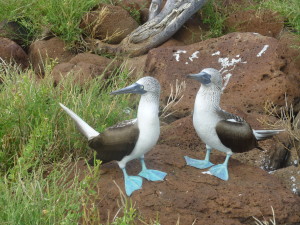 Blue-footed Boobies