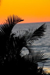 Mazatlan Palm at Sunset Mazatlan Mexico Palm at Sunset