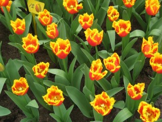 netherlands