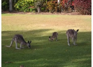 Australia Kangaroos