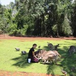 rockhampton zoo