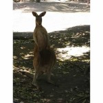 rockhampton zoo