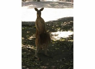 rockhampton zoo