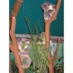 rockhampton zoo