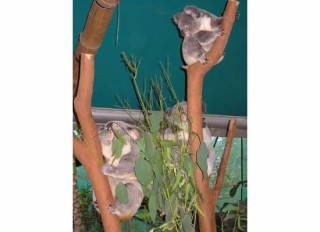 rockhampton zoo