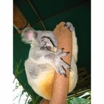rockhampton zoo