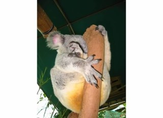 rockhampton zoo