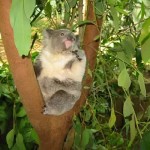 rockhampton zoo