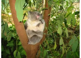 rockhampton zoo