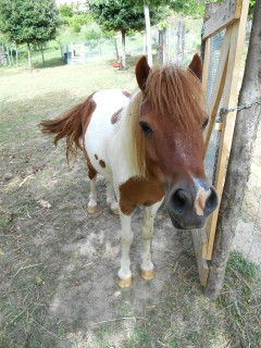 Agriturismo L’Arca Pony