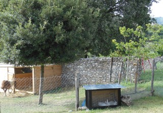 Animals at Agriturismo L'Arca