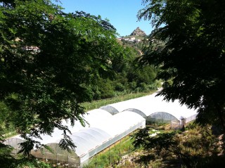 Green houses at Agriturismo L'Arca