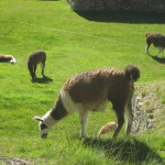 Alpacas at Machu Picchu peru