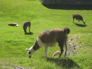 Alpacas at Machu Picchu peru