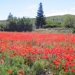 camino de santiago spain