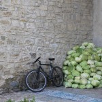 Nun's Cabbage Sucevița Romanian Monasteries