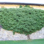 Romanian Monasteries: Funky tree Sucevița