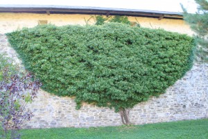 Romanian Monasteries: Funky tree Sucevița