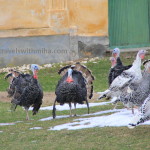 Christmas in Romania