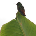 Volcano Lodge hummingbird on vertical leaf