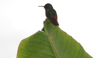 Volcano Lodge hummingbird on vertical leaf