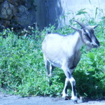 Jamaica goat out for a stroll