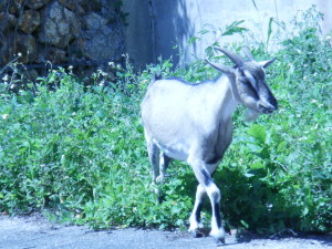 Jamaica goat out for a stroll