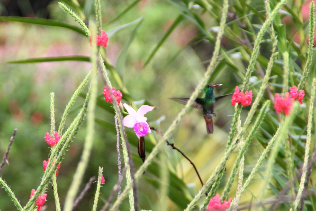 Humming Bird Volcano Lodge Costa Rica