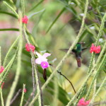 Humming Bird Volcano Lodge Costa Rica