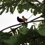 bird at volcano lodge arenal costa rica