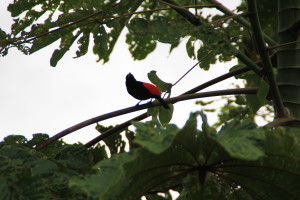 bird at volcano lodge arenal costa rica
