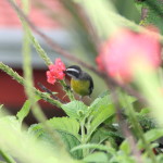 bird sipping nectar at Volcano Lodge Costa Rica