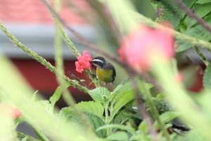 bird sipping nectar at Volcano Lodge Costa Rica