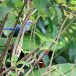 Un Ave Azul del Volcano Lodge Costa Rica