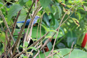 Un Ave Azul del Volcano Lodge Costa Rica