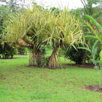 Landscape Outside of Room Volcano Lodge