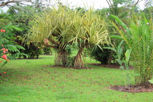 Landscape Outside of Room Volcano Lodge