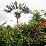 Palm on Grounds of Volcano Lodge Costa Rica
