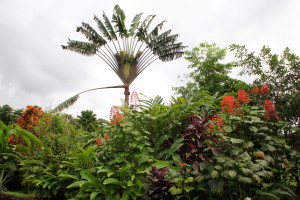 Palm on Grounds of Volcano Lodge Costa Rica