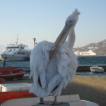 Long Time Local Mykonos Resident