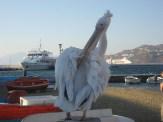 Long Time Local Mykonos Resident