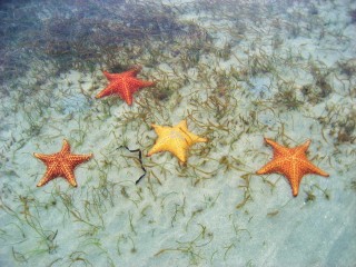 Bocas del Toro Panama