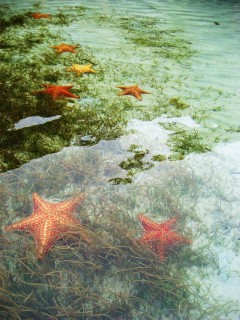 Bocas del Toro Panama