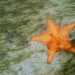 Bocas del Toro Panama