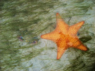 Bocas del Toro Panama