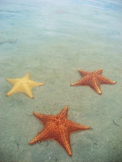 Bocas del Toro Panama