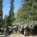 tree of wishes