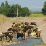 Cows near Burana Tower