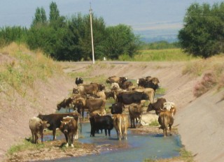 Cows near Burana Tower